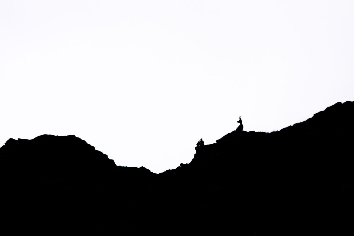 Isard des Pyrénées